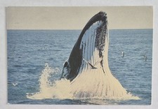 Postcard....Humpback Whale Lunges Out of Water, Chrome, 4x6 