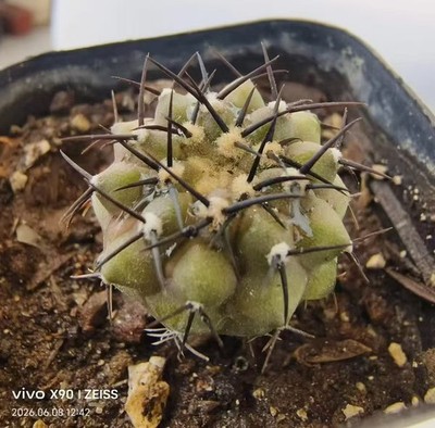 RareSucculent Plant C. cinerea ssp. columna-alba OwnRoot WYSIWYG Boutique