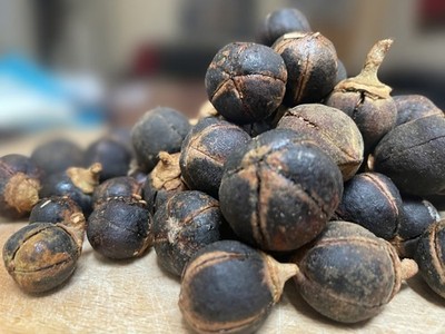 Gorontula Frucht Azanza Kayamata Bio süßer seidiger Rotz Apfel 12 versch. Größen