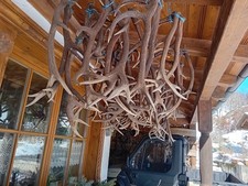 Geweihe komplett Abwurfstangen Rotwild Rothirsch Konvolut