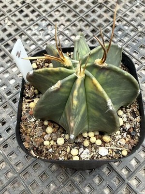 Astrophytum Capricorne Buffalo Suigyu variegated succulent seedgrowth WYSIWYG 2#