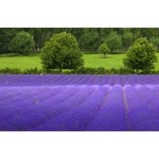 ENGLISH LAVENDER Lavandula Angustifolia By Seed Kingdom 10 Herb Seeds