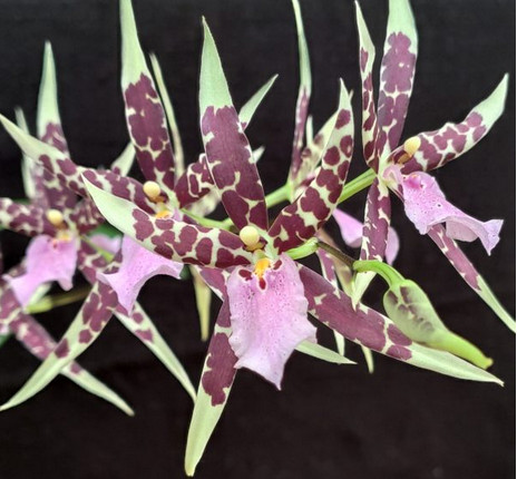 Miltassia Petit Pierre grande orchidée en conteneur pot 1L à 1.9L