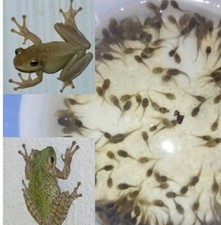 10 Live Treefrog Baby Tadpoles - Pond Tads - Feeders - BEST PRICE ON EBAY