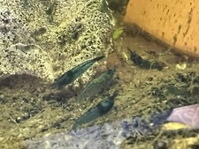 Blue Dream Shrimp Culls 20 2  Neocaridina davidi Nano Tank USA Bred