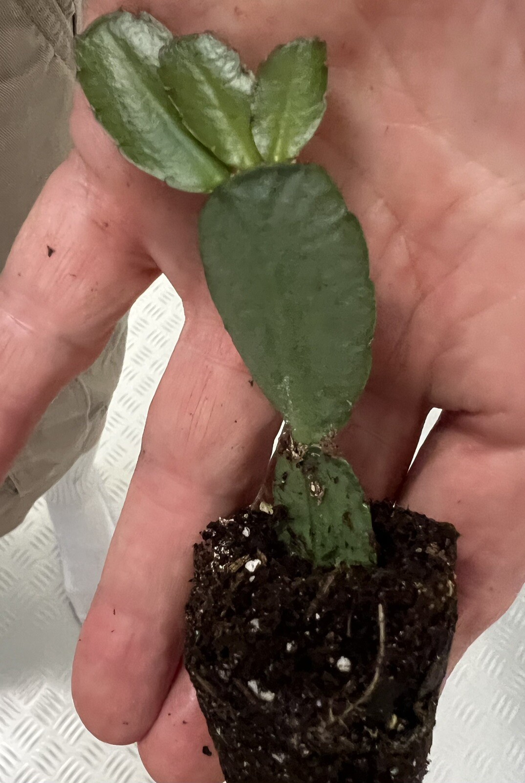 Root A Spring Cactus Easter Cactus Spring Sunrise Dark Pink Rooted Rhipsalidopsis Hatiora | eBay