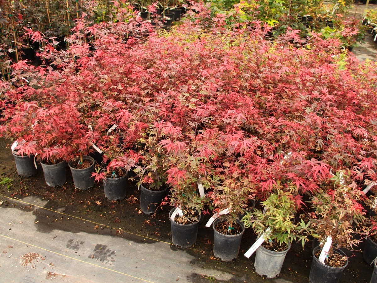 Acer palmatum 'Shaina' - Japanese Maple *Live Plant | eBay