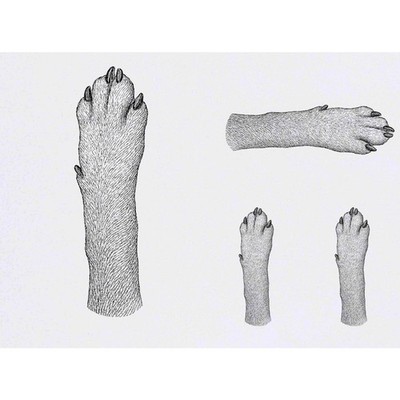 4 x ''Hundepfote'' Temporäre Tattoos / Transfers (TO00102184)