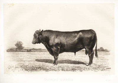 Aberdeen Angus bull Stier cows Kühe cattle Scotland Heliographie 1860