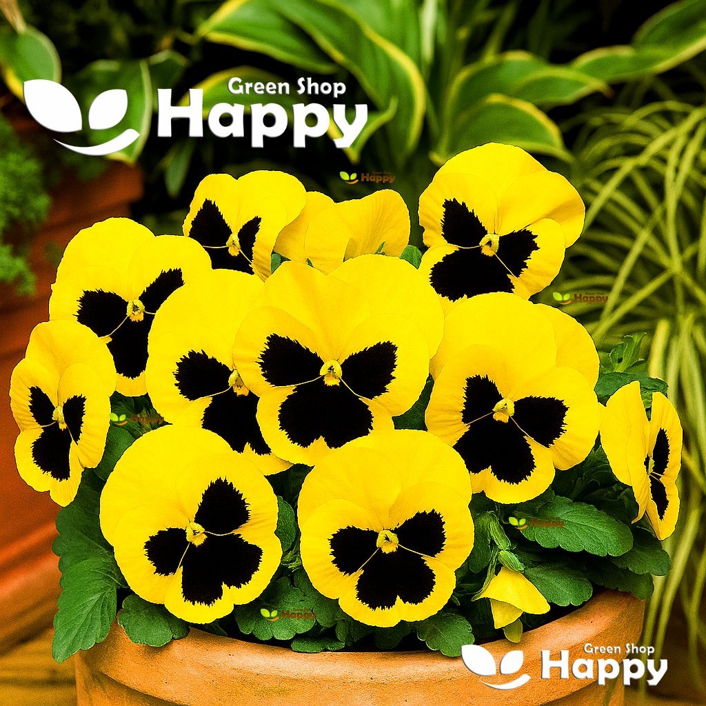 Pansy Swiss Giant Rhinegold 300 Seeds - Viola Wittro. Yellow