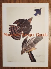Audubon Stanley Cooper's Hawk Astur Stanlii Poster Page Print Color Plate (36)