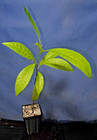Pouteria sp. "Cauliflora" — photo 2