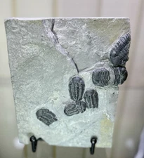 NICE Phacops Trilobite Plate ~ Penn Dixie New York ~ Devonian Period