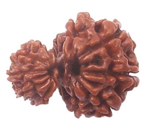 NEPALESE RUDRAKSHA RUDRAKSH GAURI SHANKAR GANESHA DOUBLE GANESH GARBH GAURI SHIV - Picture 4 of 5