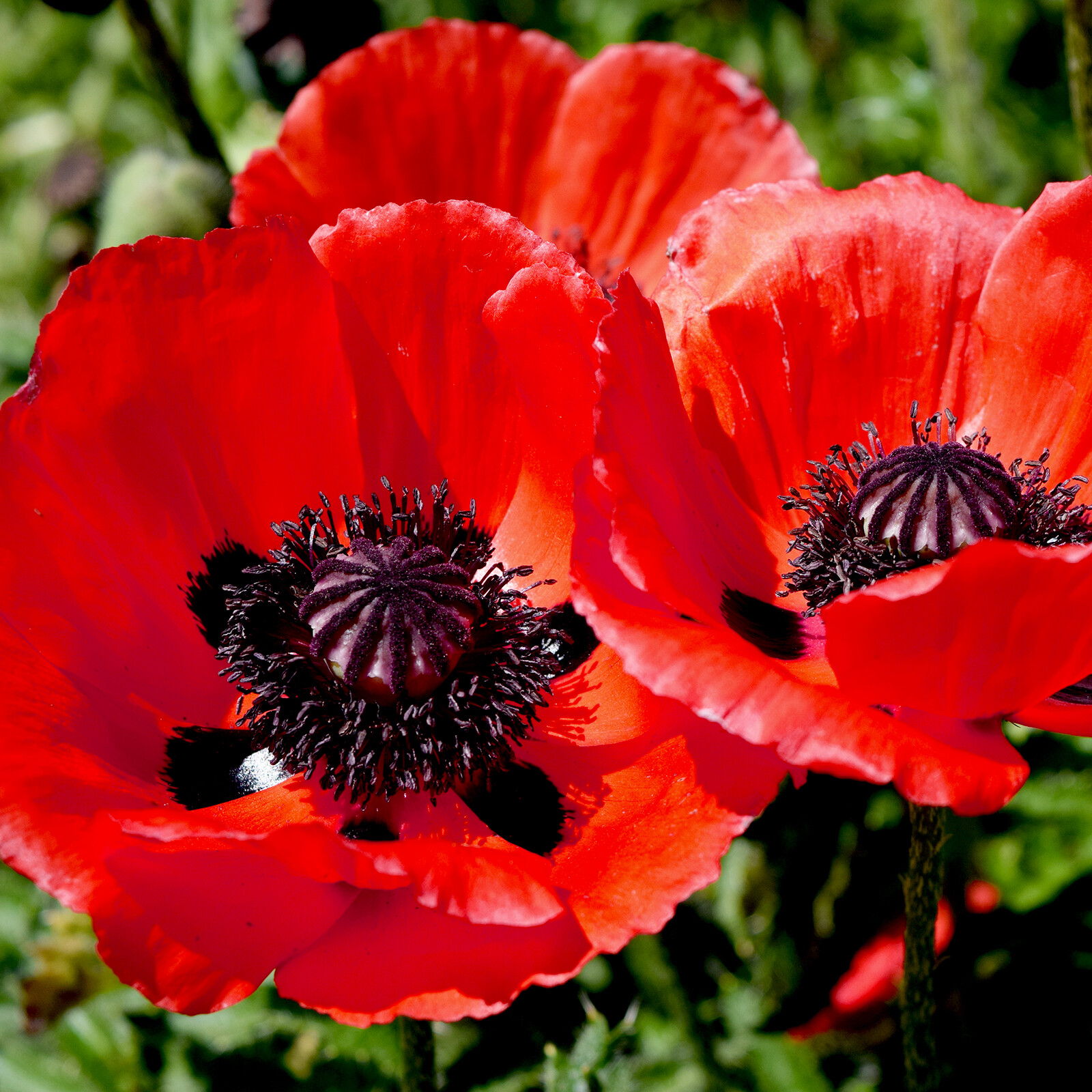 Staude TÜRKISCHER MOHN BRILLIANT 500+ Samen Papaver Orientale rot