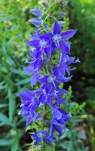 500+Tall Bellflower Seeds Campanula americana Native American WildBellflower USA