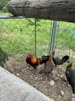 Five hatching eggs of laughing chicken
