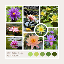 A Water Lily Species Grower's Choice Aquarium Plants Factory