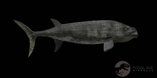 2,2 Zoll Ichthyodectes Fisch fossile Wirbelknochen späte Kreidezeit Niobrara Fm - Bild 8 von 10