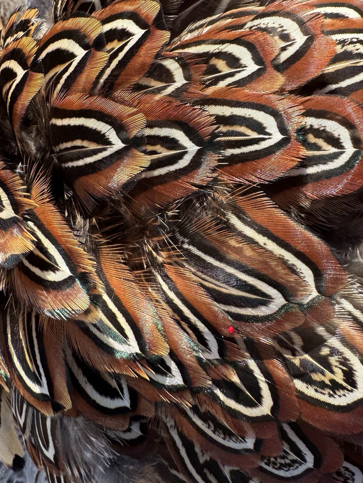 PHEASANT FEATHERS 150 CHURCH WINDOW LOOSE HAND SELECTED FLYS  ARTS AND CRAFTS