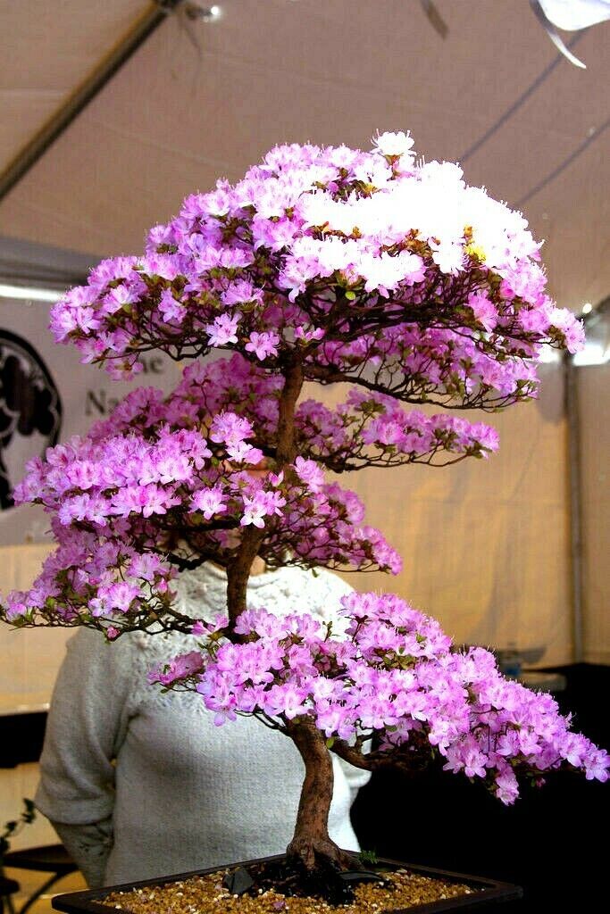 5 JAPANESE SAKURA CHERRY BLOSSOM TREE SEEDS (Prunus sargentii