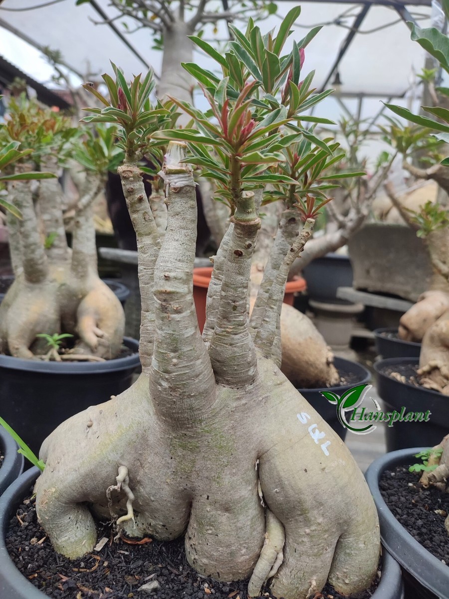 bonsai jungpflanzen shop Seedeo® Bonsai Anzuchtset Mädchenkiefer (Pinus parviflora)