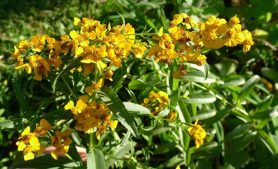 Mexican Tarragon Seeds, NONGMO, Texas Tarragon, Mexican Mint Marigold