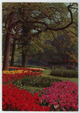 Holland Tulips River Oak Tree Netherlands Land Of Flowers Vintage Postcard
