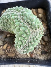 Strombocactus disciformis f. cristata - Seed Grown Rare!