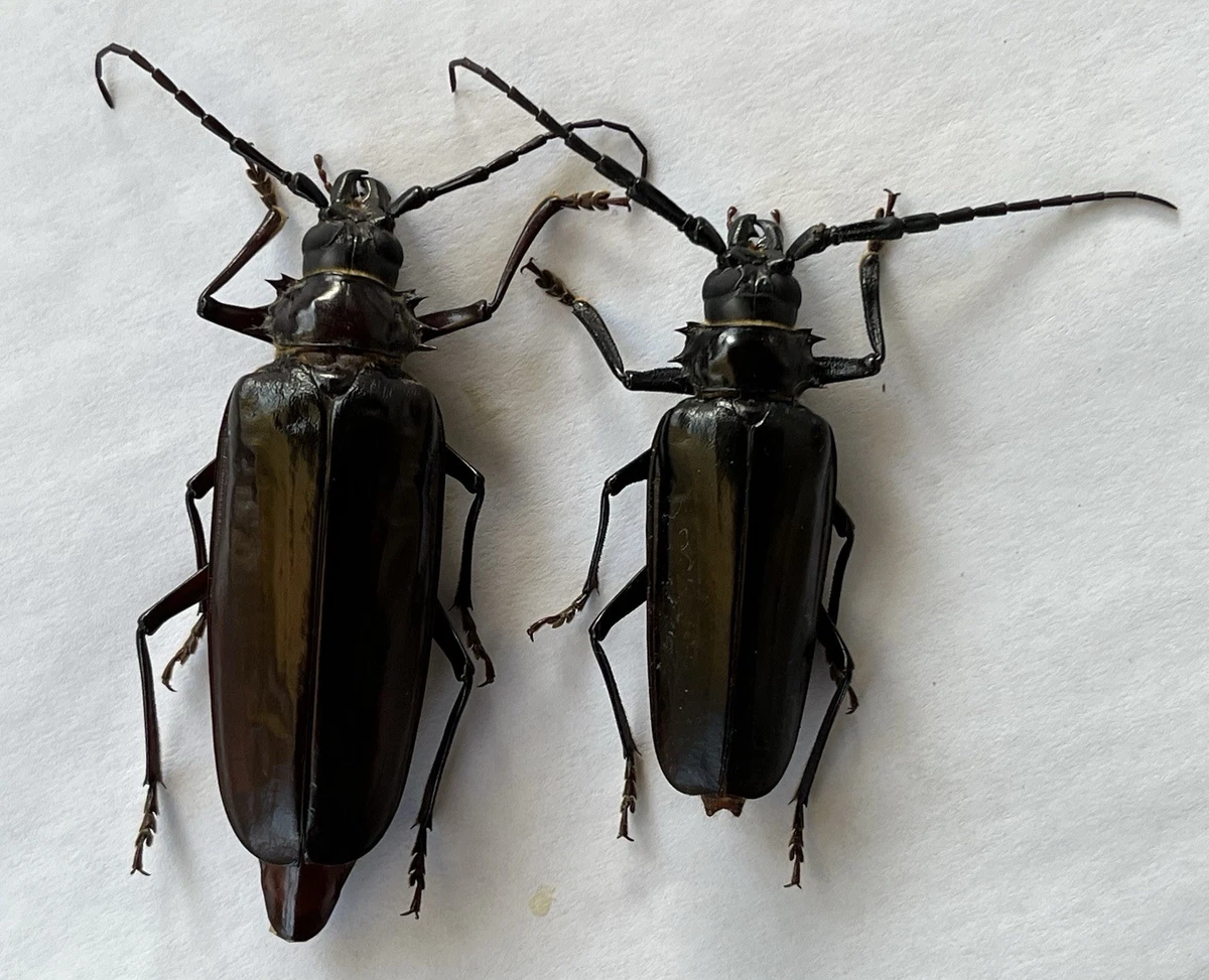 Cerambycidae Beetle for sale | eBay