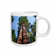 3dRose Woman, Sequoia Tree, Yosemite, California, USA - US05 MWI0013 - Mark Will