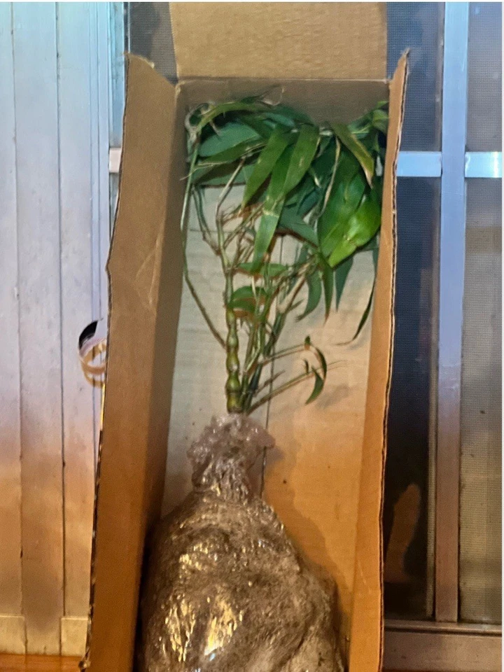 Buddha Belly [Green] Bamboo Plant - Image 2 of 4