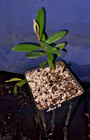 Eugenia duckeana — photo 2