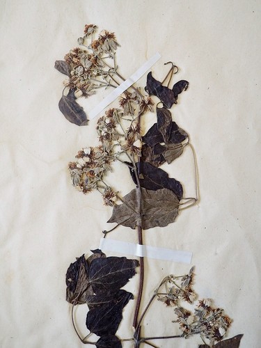 Botanique - Planche Herbier XIXe - Plantes séchées - Clématite - Picture 3 of 3