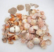 Lot of Assorted Natural Seashells Small to Medium 175 Shells Lot 2