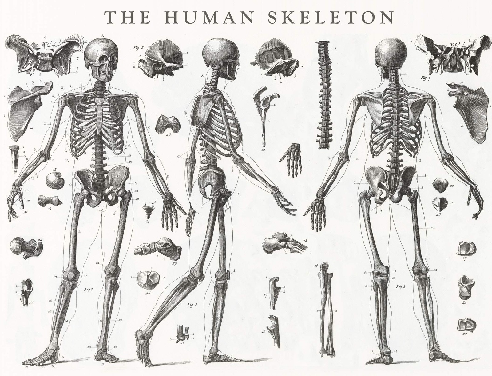 Роберт Фредерик RFS13286 24 Пазл