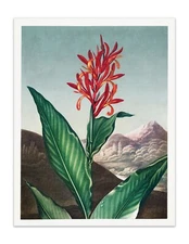 INDIAN REED 1807 Temple of Flora Botanical Art Print - Vintage Wall Decor