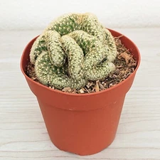 Brain Cactus : Mammillaria Elongata Cristata - Live Plant In 4" Pot LG