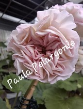 Pelargonie Geranie  🌸" Grace Coco Chanel" 🌸bew. Steckling