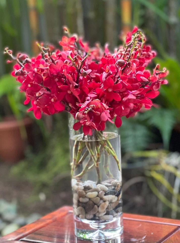 Caja de 5 racimos de orquídeas frescas de corte mokara rojo profundo Foto 2 de 4