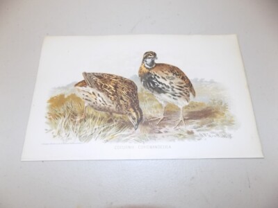 1880 Antique Bird Print  / BLACK-BREASTED OR RAIN QUAIL, COTURNIX COROMANDELICA