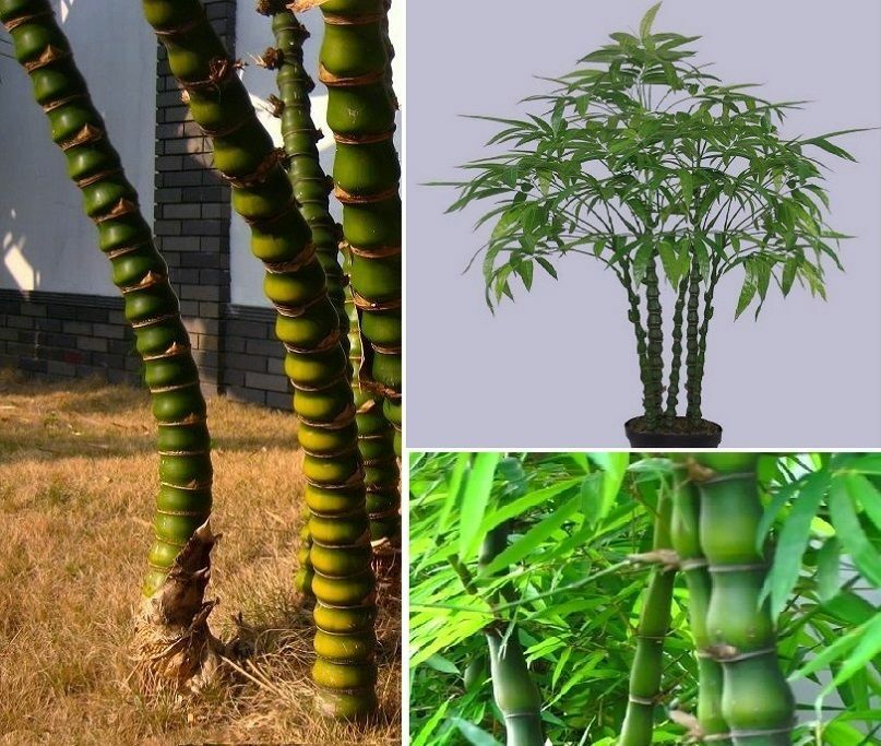euphorbia cowboy cactus Euphorbia trigona 'Green' (Cowboy Cactus) - ADVANCED 15cm pot main image 1