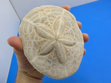 Echinoderm Sand Dollar Fossil 4" Diameter