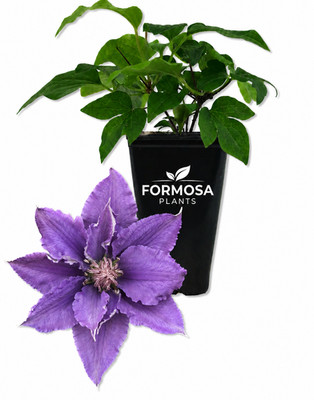 Clematis Bijou - Live Plant in a 2 Inch Pot - Compact Purple-Clematis  Bijou 