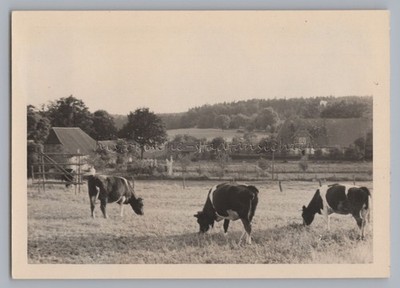 Göhrde 1955-Agriculture Cattle Pasture-Old Photo 1950s