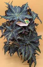 Begonia Rex Danza del Leone 