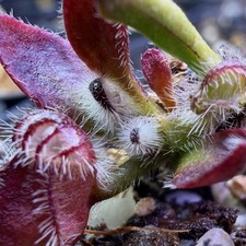 Pitcher Plant Cephalotus Carnivorous Plants for sale | eBay