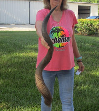 45 inch Natural South African Kudu horn to make shofar, taxidermy  50708