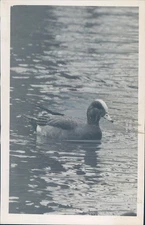 1947 Photo Press Baldpate American Wigeon Cleveland Zoo Animal Duck Water Pond