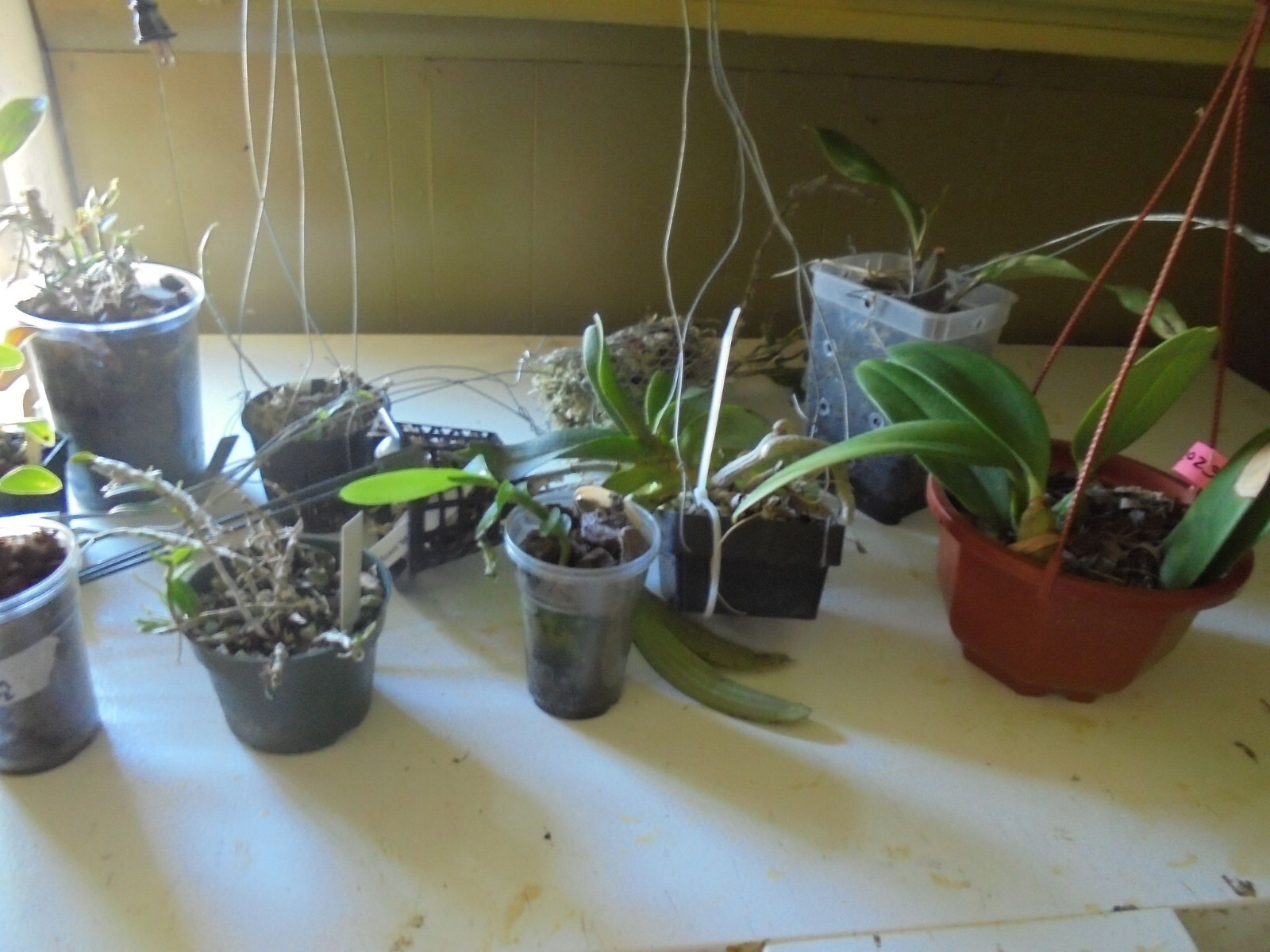 HUGE LOT ORCHID SALE!!! COLLECTORS SALE dEND, BULBOPHYLLUMS, ETC. TOTAL